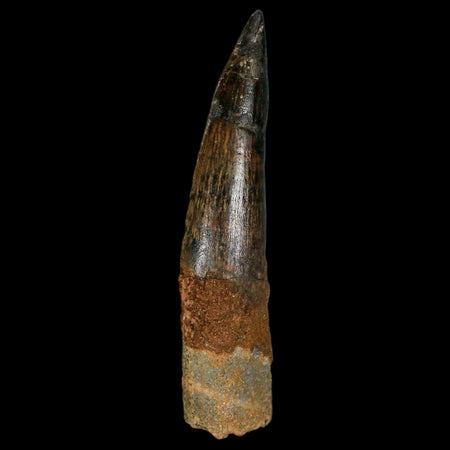 XL 3.4" Spinosaurus Fossil Tooth 100 Million Years Old Cretaceous Dinosaur COA Stand