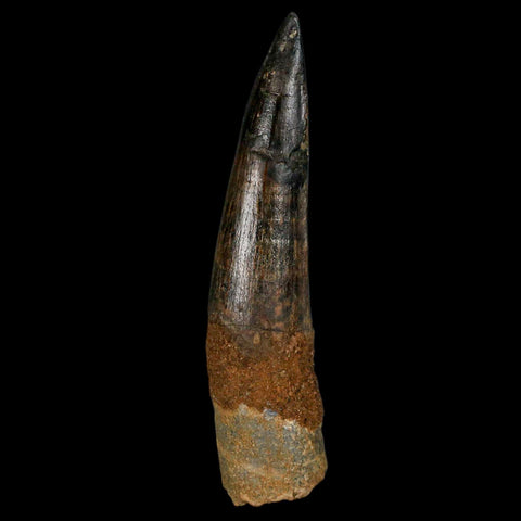 XL 3.4" Spinosaurus Fossil Tooth 100 Million Years Old Cretaceous Dinosaur COA Stand - Fossil Age Minerals