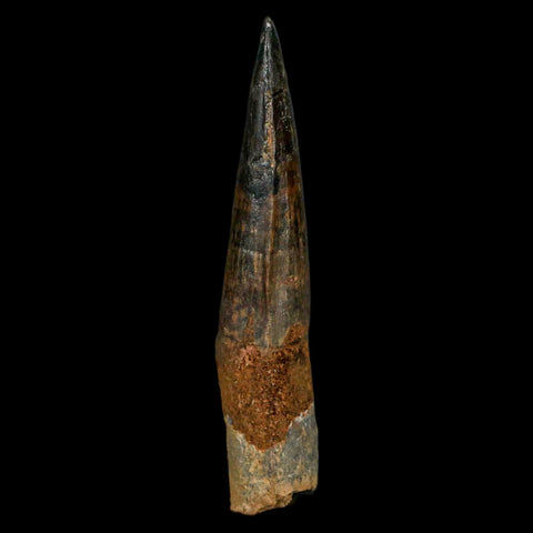 XL 3.4" Spinosaurus Fossil Tooth 100 Million Years Old Cretaceous Dinosaur COA Stand - Fossil Age Minerals