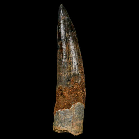 XL 3.4" Spinosaurus Fossil Tooth 100 Million Years Old Cretaceous Dinosaur COA Stand - Fossil Age Minerals