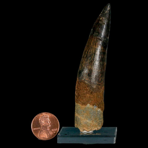 XL 3.4" Spinosaurus Fossil Tooth 100 Million Years Old Cretaceous Dinosaur COA Stand - Fossil Age Minerals