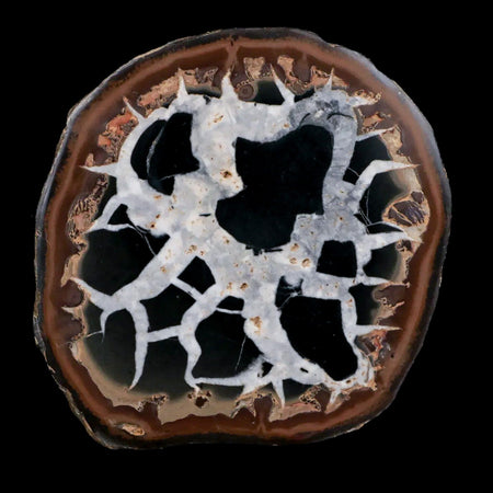 XL 3.2" Septarian Dragon Stone Polished Halves Nodule Mineral Specimen Morocco