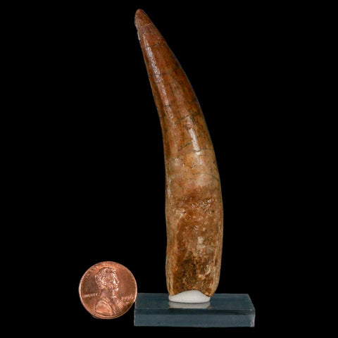 XL 3.7" Spinosaurus Fossil Tooth 100 Million Years Old Cretaceous Dinosaur COA Stand - Fossil Age Minerals