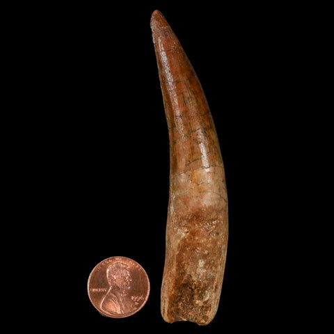 XL 3.7" Spinosaurus Fossil Tooth 100 Million Years Old Cretaceous Dinosaur COA Stand - Fossil Age Minerals