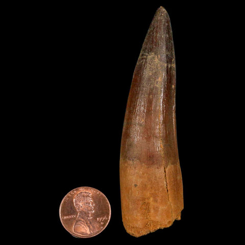 XL 3.3" Spinosaurus Fossil Tooth 100 Million Years Old Cretaceous Dinosaur COA - Fossil Age Minerals