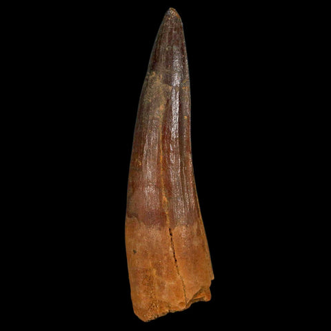 XL 3.3" Spinosaurus Fossil Tooth 100 Million Years Old Cretaceous Dinosaur COA - Fossil Age Minerals