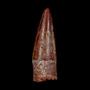 1.3" Spinosaurus Fossil Tooth 100 Mil Yrs Old Cretaceous Dinosaur COA & Stand