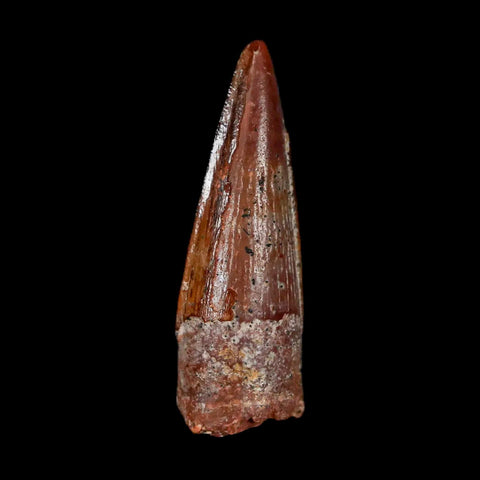 1.3" Spinosaurus Fossil Tooth 100 Mil Yrs Old Cretaceous Dinosaur COA & Stand - Fossil Age Minerals