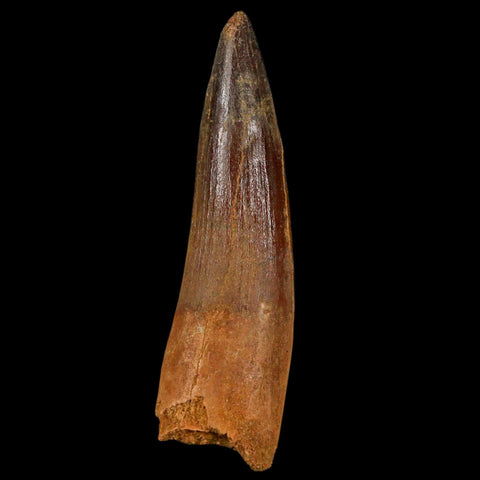 XL 3.3" Spinosaurus Fossil Tooth 100 Million Years Old Cretaceous Dinosaur COA - Fossil Age Minerals