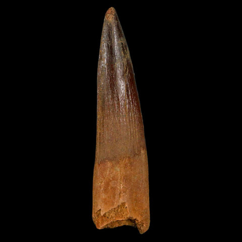 XL 3.3" Spinosaurus Fossil Tooth 100 Million Years Old Cretaceous Dinosaur COA - Fossil Age Minerals