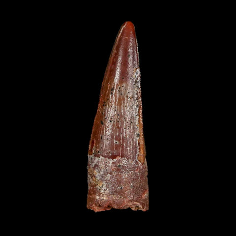 1.3" Spinosaurus Fossil Tooth 100 Mil Yrs Old Cretaceous Dinosaur COA & Stand - Fossil Age Minerals