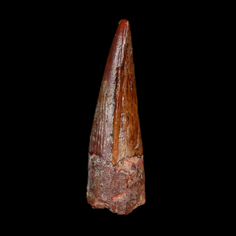 1.3" Spinosaurus Fossil Tooth 100 Mil Yrs Old Cretaceous Dinosaur COA & Stand - Fossil Age Minerals