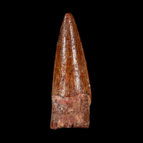 1.3" Spinosaurus Fossil Tooth 100 Mil Yrs Old Cretaceous Dinosaur COA & Stand - Fossil Age Minerals