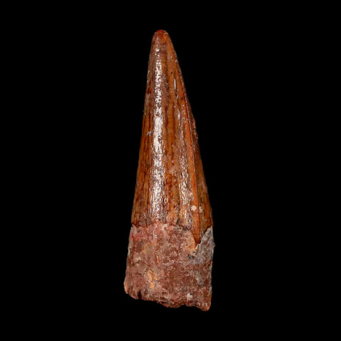 1.3" Spinosaurus Fossil Tooth 100 Mil Yrs Old Cretaceous Dinosaur COA & Stand - Fossil Age Minerals