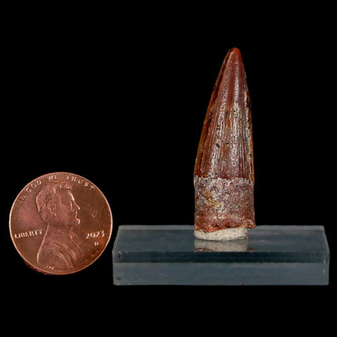 1.3" Spinosaurus Fossil Tooth 100 Mil Yrs Old Cretaceous Dinosaur COA & Stand - Fossil Age Minerals