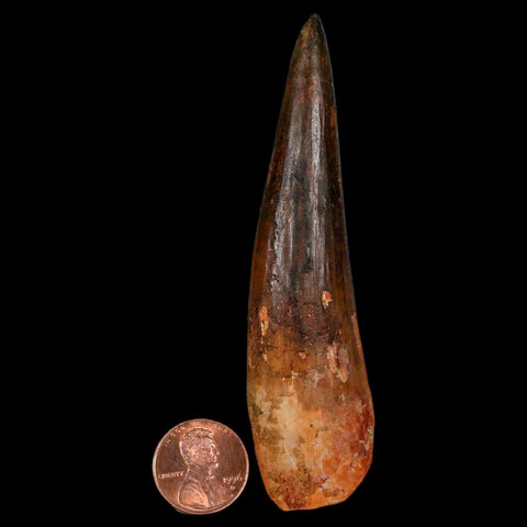 XL 3.8" Spinosaurus Fossil Tooth 100 Million Years Old Cretaceous Dinosaur COA - Fossil Age Minerals