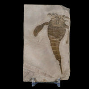 3.7" Eurypterus Sea Scorpion Fossil Eurypterid Silurian 420 Mil Yrs Old New York Stand