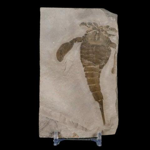 3.7" Eurypterus Sea Scorpion Fossil Eurypterid Silurian 420 Mil Yrs Old New York Stand - Fossil Age Minerals