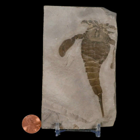 3.7" Eurypterus Sea Scorpion Fossil Eurypterid Silurian 420 Mil Yrs Old New York Stand - Fossil Age Minerals