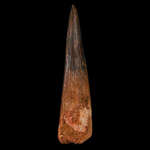 XL 3.8" Spinosaurus Fossil Tooth 100 Million Years Old Cretaceous Dinosaur COA - Fossil Age Minerals