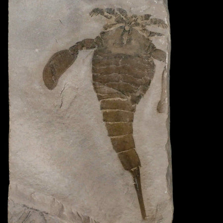 3.7" Eurypterus Sea Scorpion Fossil Eurypterid Silurian 420 Mil Yrs Old New York Stand