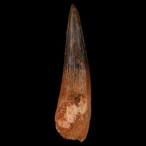 XL 3.8" Spinosaurus Fossil Tooth 100 Million Years Old Cretaceous Dinosaur COA - Fossil Age Minerals