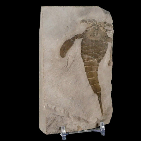 3.7" Eurypterus Sea Scorpion Fossil Eurypterid Silurian 420 Mil Yrs Old New York Stand - Fossil Age Minerals