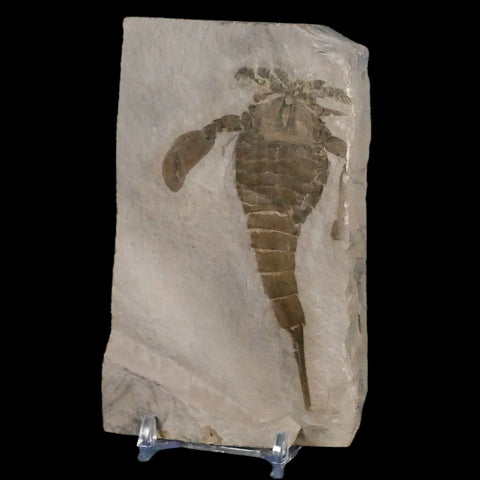 3.7" Eurypterus Sea Scorpion Fossil Eurypterid Silurian 420 Mil Yrs Old New York Stand - Fossil Age Minerals