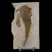 4.7" Eurypterus Sea Scorpion Fossil Eurypterid Silurian 420 Mil Yrs Old New York Stand