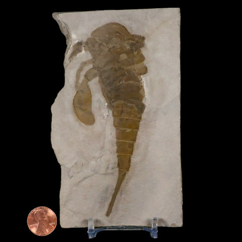 4.7" Eurypterus Sea Scorpion Fossil Eurypterid Silurian 420 Mil Yrs Old New York Stand - Fossil Age Minerals