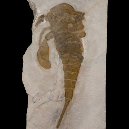 4.7" Eurypterus Sea Scorpion Fossil Eurypterid Silurian 420 Mil Yrs Old New York Stand