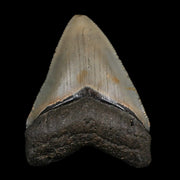 2.5" Quality Megalodon Shark Tooth Serrated Fossil Natural Miocene Age COA