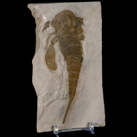 4.7" Eurypterus Sea Scorpion Fossil Eurypterid Silurian 420 Mil Yrs Old New York Stand - Fossil Age Minerals