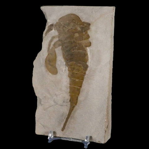 4.7" Eurypterus Sea Scorpion Fossil Eurypterid Silurian 420 Mil Yrs Old New York Stand - Fossil Age Minerals