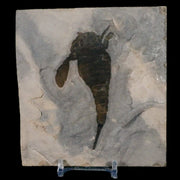 3.6" Eurypterus Sea Scorpion Fossil Eurypterid Silurian 420 Mil Yrs Old New York Stand