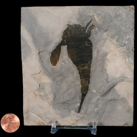 3.6" Eurypterus Sea Scorpion Fossil Eurypterid Silurian 420 Mil Yrs Old New York Stand - Fossil Age Minerals