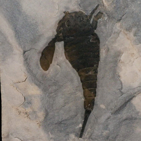 3.6" Eurypterus Sea Scorpion Fossil Eurypterid Silurian 420 Mil Yrs Old New York Stand