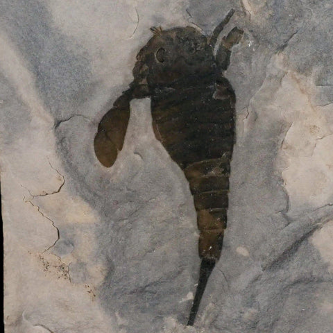 3.6" Eurypterus Sea Scorpion Fossil Eurypterid Silurian 420 Mil Yrs Old New York Stand - Fossil Age Minerals