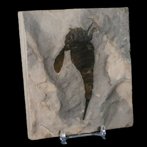 3.6" Eurypterus Sea Scorpion Fossil Eurypterid Silurian 420 Mil Yrs Old New York Stand - Fossil Age Minerals