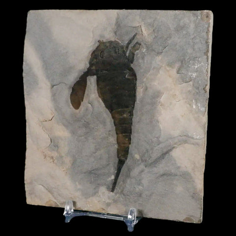 3.6" Eurypterus Sea Scorpion Fossil Eurypterid Silurian 420 Mil Yrs Old New York Stand - Fossil Age Minerals