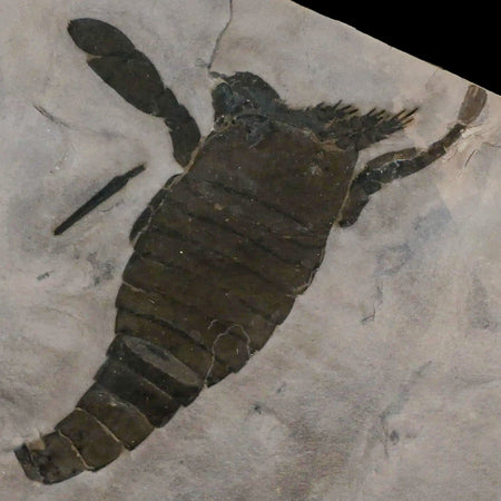 5.3" Eurypterus Sea Scorpion Fossil Eurypterid Silurian 420 Mil Yrs Old New York Stand