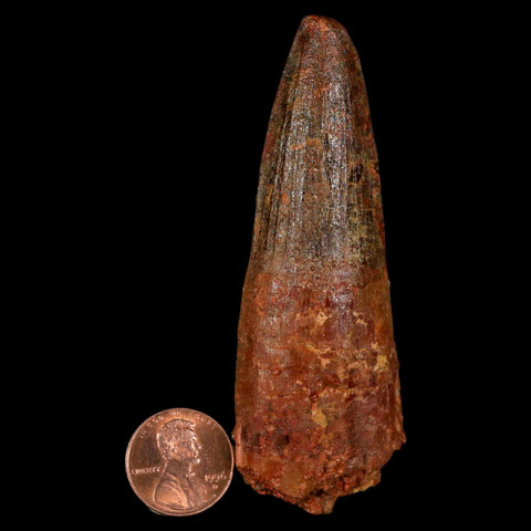 XL 3.4" Spinosaurus Fossil Tooth 100 Million Years Old Cretaceous Dinosaur COA - Fossil Age Minerals