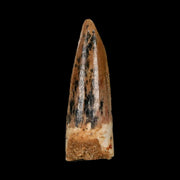 1.4" Spinosaurus Fossil Tooth 100 Mil Yrs Old Cretaceous Dinosaur COA & Stand