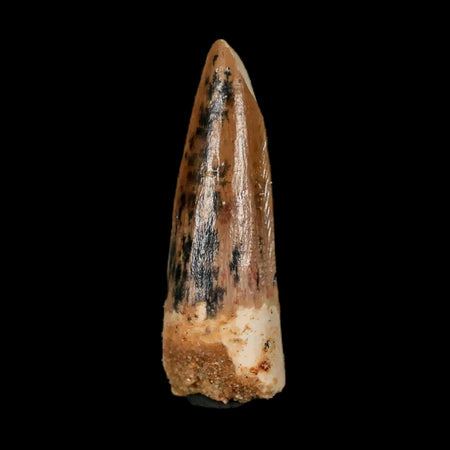 1.4" Spinosaurus Fossil Tooth 100 Mil Yrs Old Cretaceous Dinosaur COA & Stand