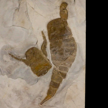 6.4" Eurypterus Sea Scorpion Fossil Eurypterid Silurian 420 Mil Yrs Old New York Stand