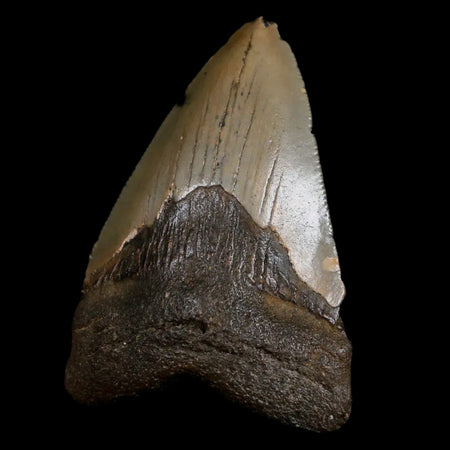 3" Quality Megalodon Shark Tooth Serrated Fossil Natural Miocene Age COA