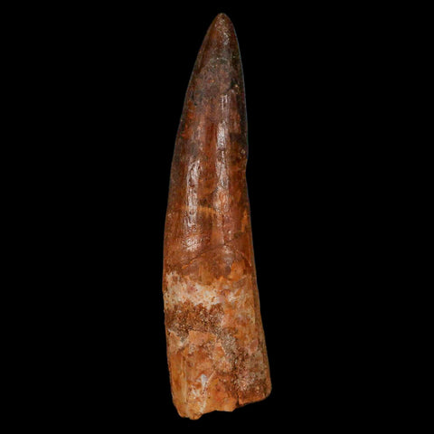 XL 3.9" Spinosaurus Fossil Tooth 100 Million Years Old Cretaceous Dinosaur COA - Fossil Age Minerals