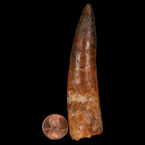 XL 3.9" Spinosaurus Fossil Tooth 100 Million Years Old Cretaceous Dinosaur COA - Fossil Age Minerals