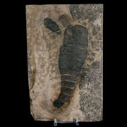 6.5" Eurypterus Sea Scorpion Fossil Eurypterid Silurian 420 Mil Yrs Old New York Stand