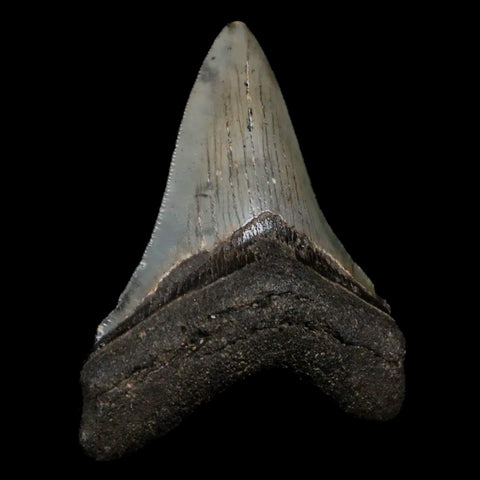 2.9" Quality Megalodon Shark Tooth Serrated Fossil Natural Miocene Age COA - Fossil Age Minerals